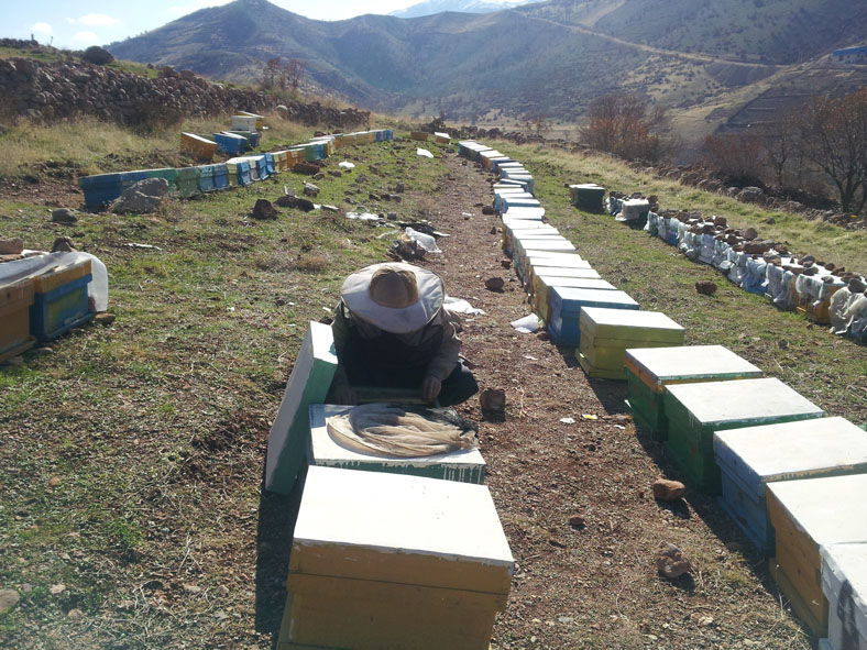 زنبورداری، فرصتی برای اقدام و عمل در اقتصاد مقاومتی