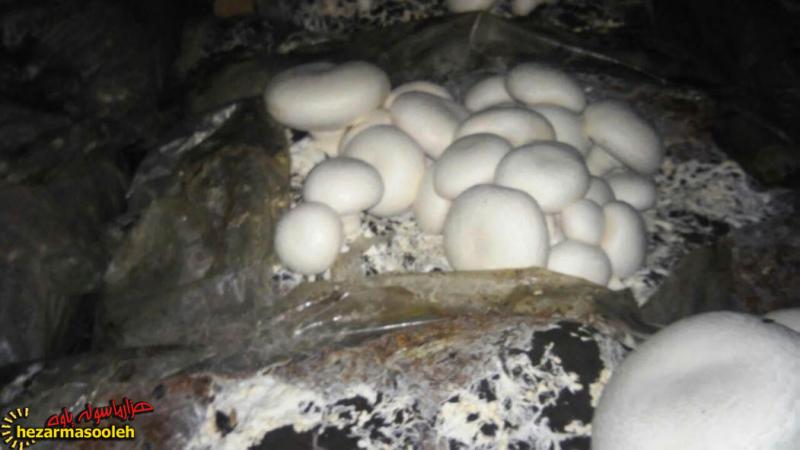 گفتگو با بانوی کارآفرین در پرورش قارچ خوراکی/لزوم وجود دستگاه مکانیزه پرورش قارچ در شهرستان