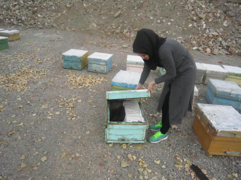 تحقق اقتصاد مقاومتی با زنبور داری توسط بانوان پاوه ای