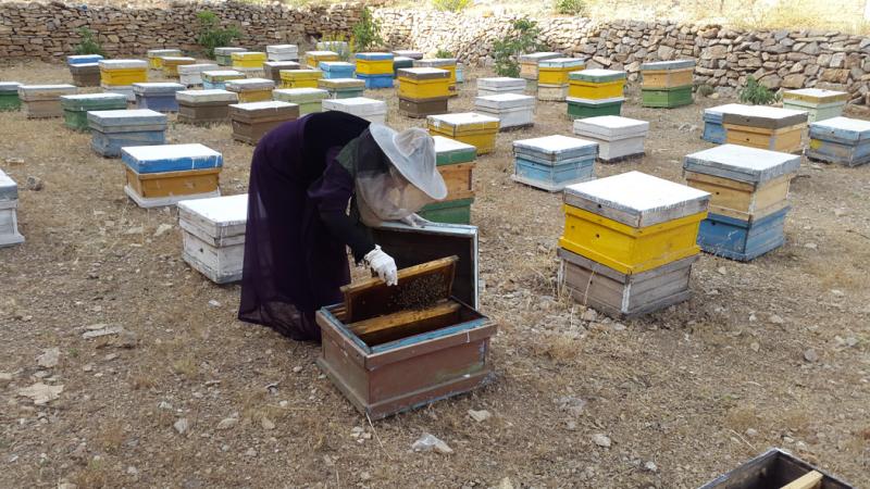 تحقق اقتصاد مقاومتی با زنبور داری توسط بانوان پاوه ای