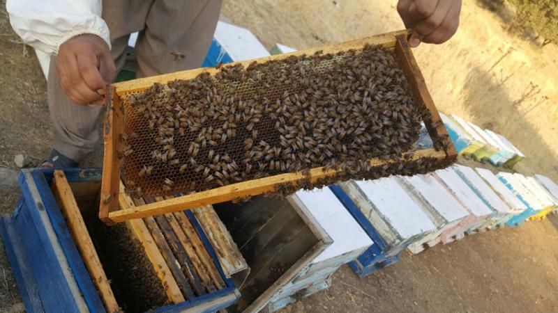 تجلی اقتصاد مقاومتی با پرورش زنبور عسل در شهرستان پاوه
