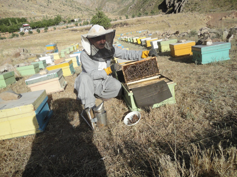 تجلی اقتصاد مقاومتی با پرورش زنبور عسل در شهرستان پاوه