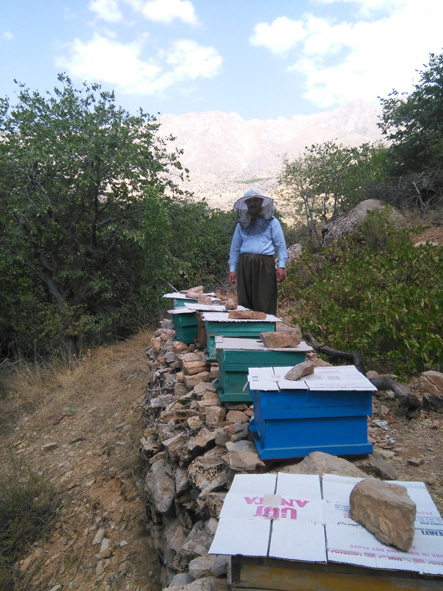 تجلی اقتصاد مقاومتی با پرورش زنبور عسل در شهرستان پاوه