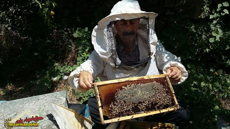 بازنشسته ای که با پرورش زنبور عسل اقتصاد مقاومتی را در پاوه معنا کرد
