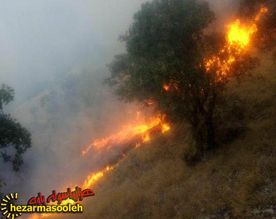 آتش سوزی مراتع و جنگل های روستای دشه پاوه مهار شد