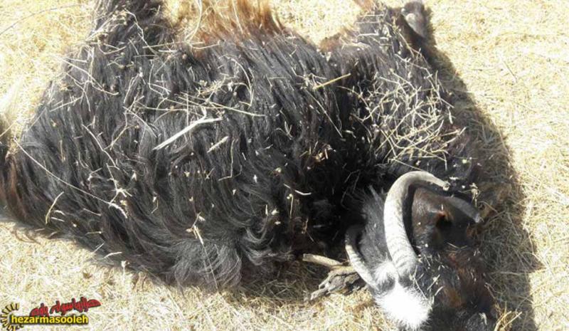 حمله گرگ ها به گله گوسفندان موجب کشته و زخمی شدن 4 راس گوسفند شد