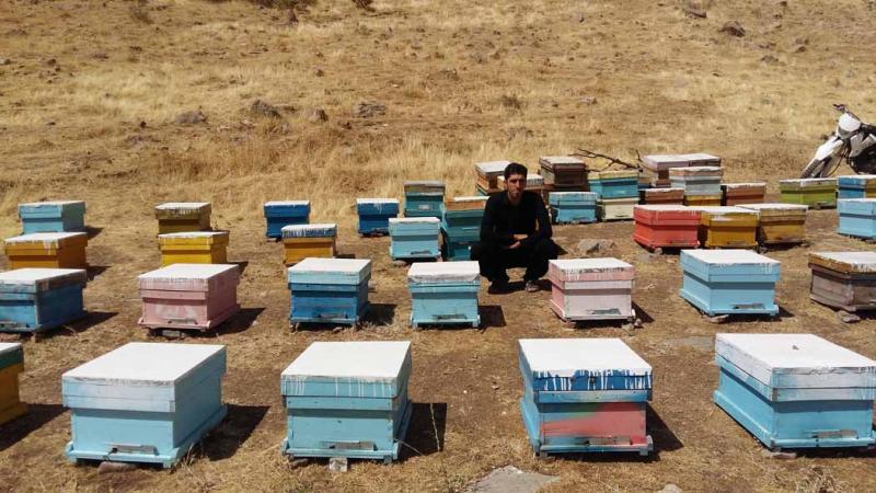 فردی که با پرورش زنبور عسل اقتصاد مقاومتی را در پاوه معنا کرد فردی که با پرورش زنبور عسل اقتصاد مقاومتی را در پاوه معنا کرد