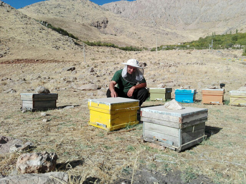 تجلی اقتصاد مقاومتی با پرورش زنبور عسل در شهرستان پاوه
