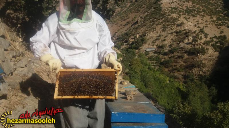 فردی که با پرورش زنبور عسل اقتصاد مقاومتی را در پاوه معنا کرد
