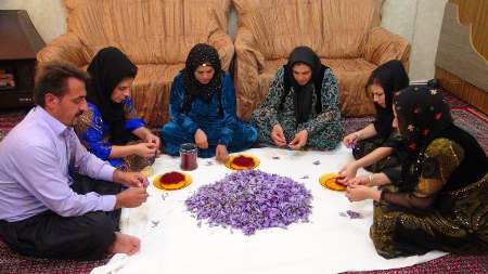 تجلی اقتصاد مقاومتی در کاشت یک هکتاری زعفران توسط کارآفرین برتر پاوه