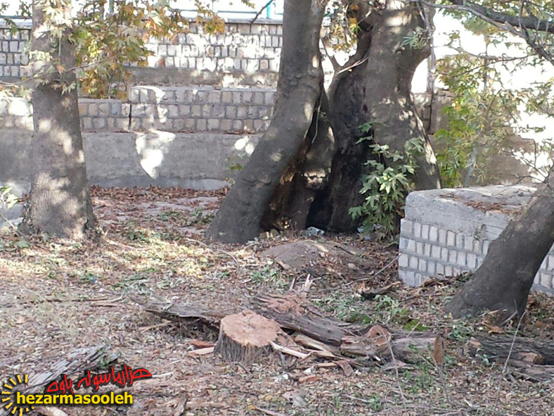 قطع چندین اصله درخت در سراب هولی پاوه/درخت کهنسال چنار سراب هولی در معرض نابودی