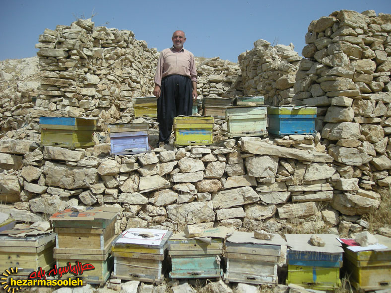 تحقق اقتصاد مقاومتي به شيريني عسل تحقق اقتصاد مقاومتي به شيريني عسل