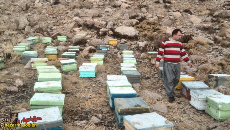 کارآفرینی حرفه زنبور داری در اقتصاد مقاومتی کارآفرینی حرفه زنبور داری در اقتصاد مقاومتی