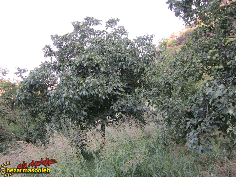 اصلاح باغات در راستای تحقق اقتصاد مقاومتی در پاوه اصلاح باغات در راستای تحقق اقتصاد مقاومتی در پاوه