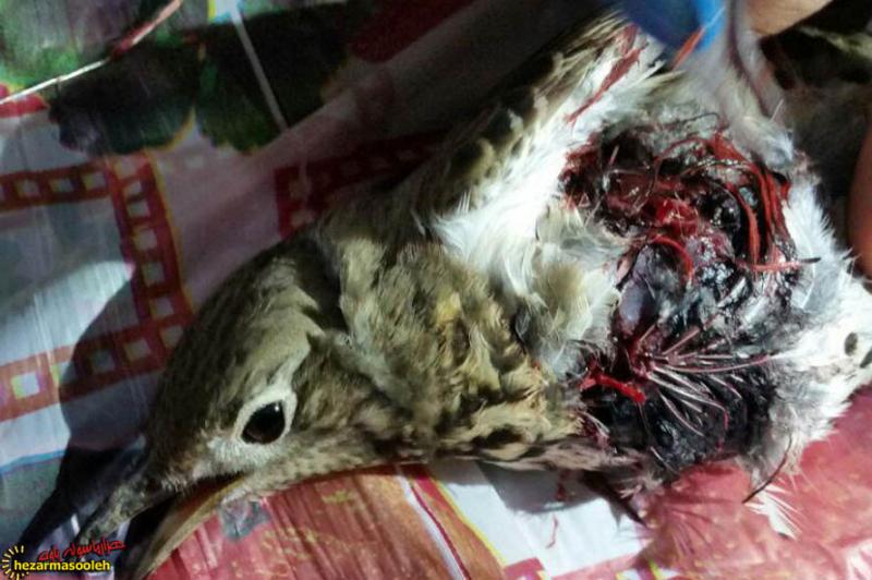 جراحی موفقیت آمیز پرنده زخمی در پاوه