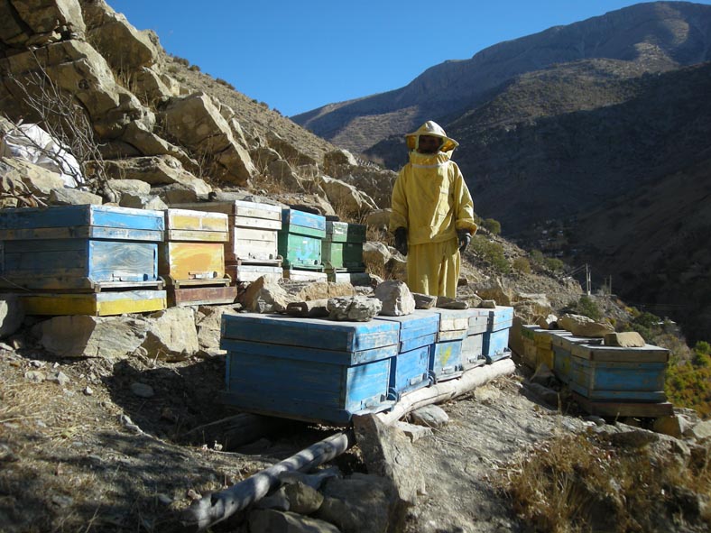 توليد عسل شفابخش ، ثمره اقتصاد مقاومتي