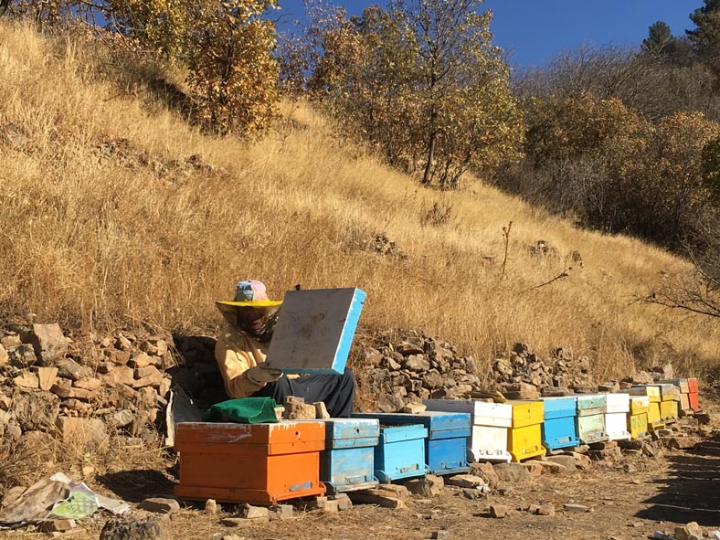 کارآفرینی حرفه زنبور داری در اقتصاد مقاومتی