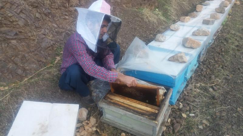 راه اندازی یک واحد زنبورداری در پاوه با تسهیلات اقتصاد مقاومتی