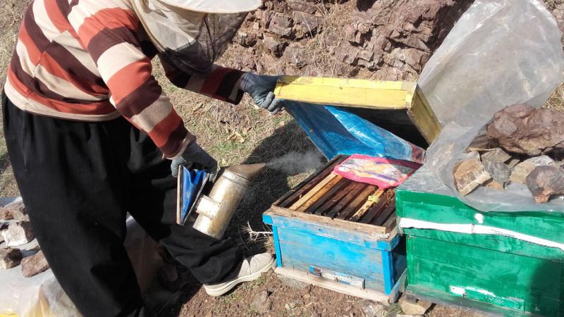 فردی که با پرورش زنبور عسل اقتصاد مقاومتی را در پاوه معنا می کند