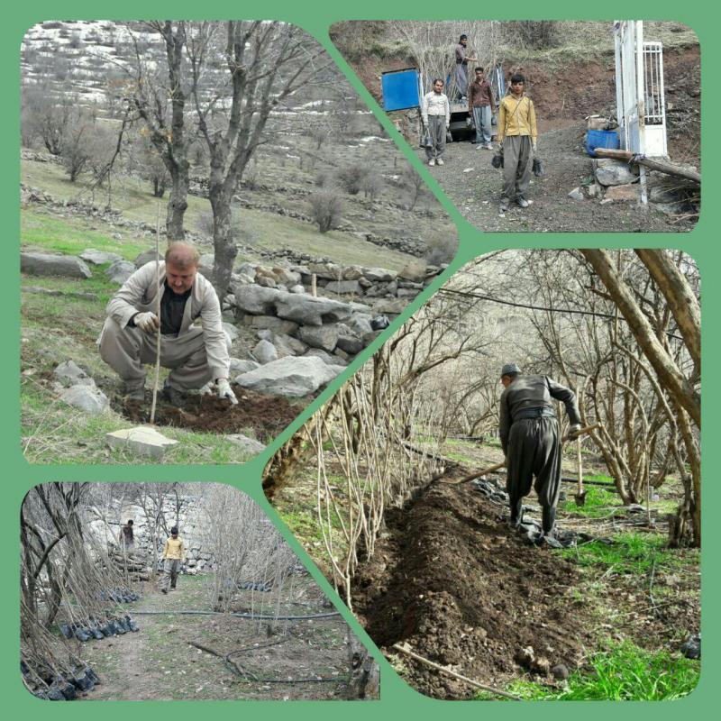 درخت توت نماد قوت ونان