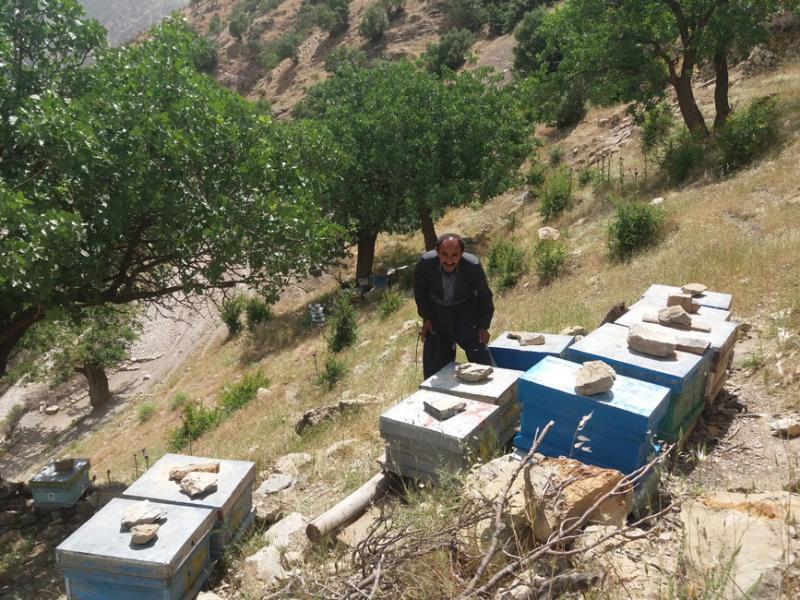 فردی که با پرورش زنبور عسل اقتصاد مقاومتی را در پاوه معنا کرد