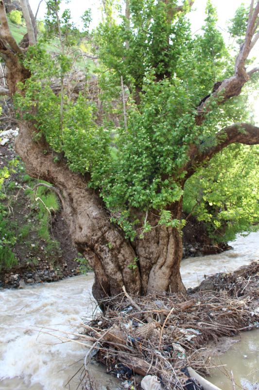 نابودي درخت سرو 700 ساله در روستاي دودان پاوه