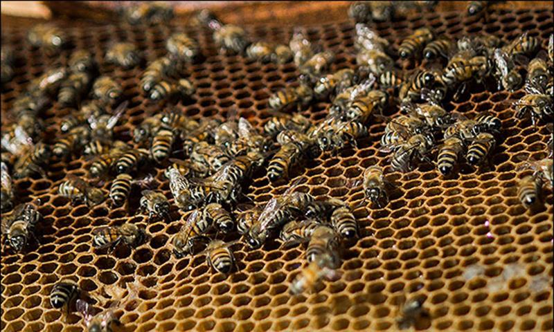 توليد بيش از 20 تن عسل در سال گذشته در شهرستان پاوه/ ضرورت ایجاد صنایع تبدیلی عسل در اين شهرستان
