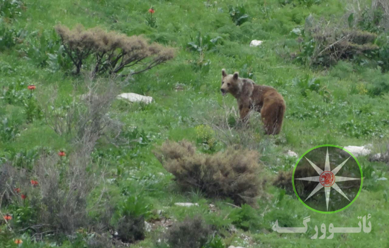 دیده شدن یک خرس پیر گیاه خوار در کوهستان ویراش روستاي زردويي پاوه