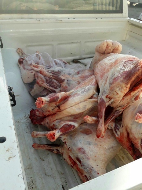 کشف ۸۰ کیلوگرم گوشت کشتار غیر مجاز در پاوه 