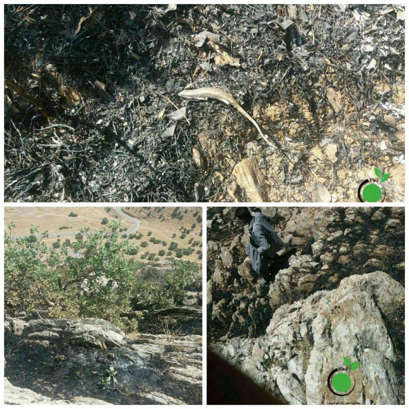 وقوع آتش سوزی در مراتع شهرستان پاوه