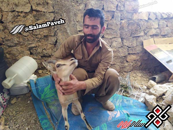 دوستداران محیط زیست درپاوه بز وحشی را نجات دادند+ عکس دوستداران محیط زیست درپاوه بز وحشی را نجات دادند+ عکس