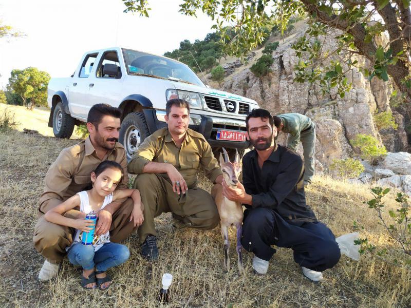 رهاسازی بز وحشی مداوا شده در دامن طبیعت پاوه/عکس رهاسازی بز وحشی مداوا شده در دامن طبیعت پاوه/عکس