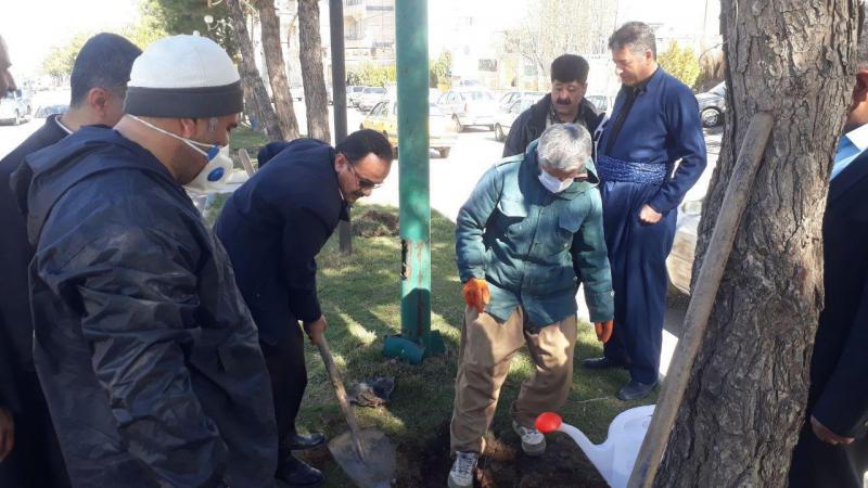 آغاز عملیات کاشت چند هزار اصله نهال توسط شهرداری پاوه