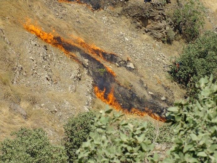  آتش سوزی مراتع پاوه جان ۳ «فعال محیط زیست» را گرفت
