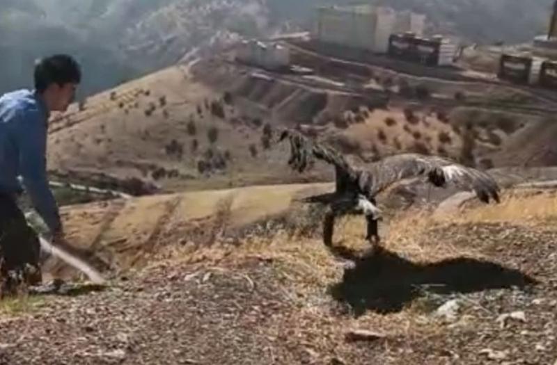 رهاسازی یک بهله عقاب طلایی در پاوه