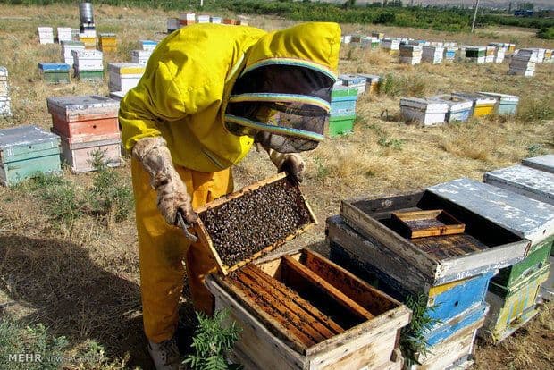 کارآفرینی در راستای اقتصاد مقاومتی/ تحقق اقتصاد مقاومتی با زنبورداری در پاوه