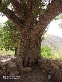 درختی کهنسال با قدمت چندین ساله در روستای هانی گرمله پاوه/ لزوم توجه به ثبت این درخت