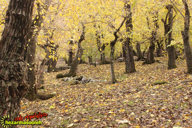 گزارش تصویری از زیبایی های فصل هزار رنگ پاییز در شهرستان پاوه