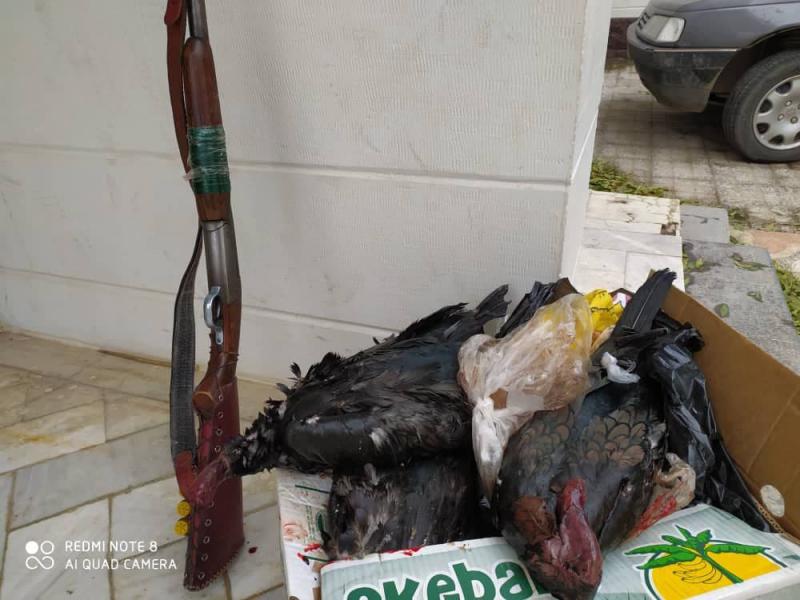شکار غیر مجاز پرنده مهاجر اردک سیاه در پاوه