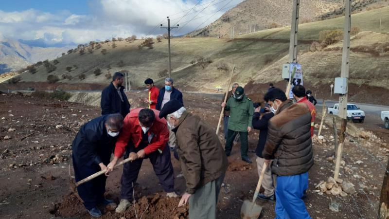 ۱۰۰ اصله نهال درخت در پاوه کاشت شد