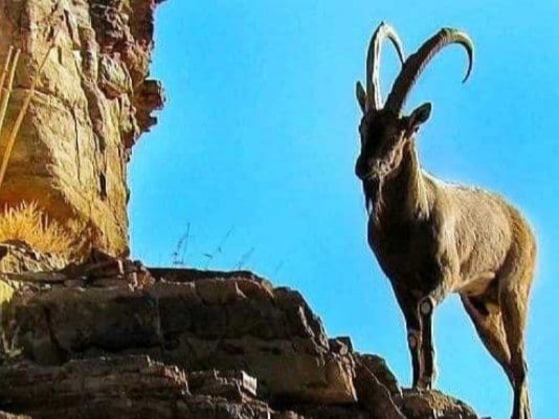 فصل کل مستی و شکار این گونه ارزشمند در منطقه/محمد اخگر زاده:رصد و پایش منطقه توسط اداره محیط زیست فصل کل مستی و شکار این گونه ارزشمند در منطقه/محمد اخگر زاده:رصد و پایش منطقه توسط اداره محیط زیست