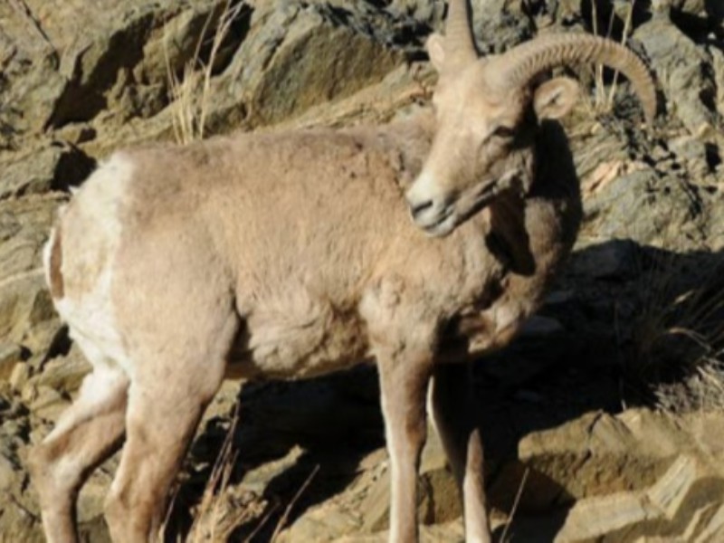 دادستان پاوه مطرح کرد:اشد مجازات برای شکارچیان کل و بز کوهی در شهرستان پاوه دادستان پاوه مطرح کرد:اشد مجازات برای شکارچیان کل و بز کوهی در شهرستان پاوه