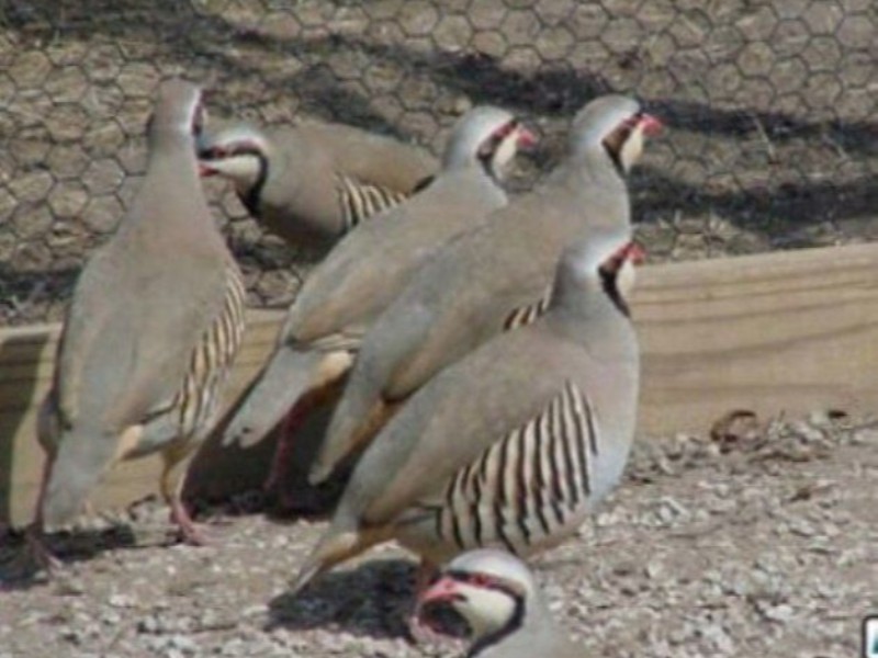 کشف و ضبط 4 قطعه کبک از شکارچیان متخلف در پاوه