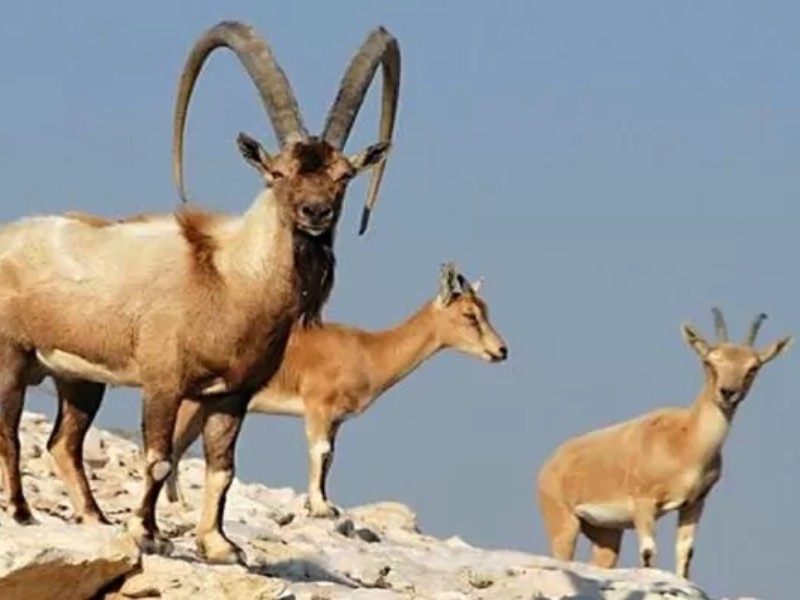 اورامانات قتلگاه کل و بزهای وحشی!