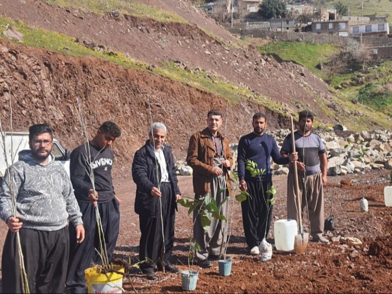 کاشت نهال در نوسود کاشت نهال در نوسود