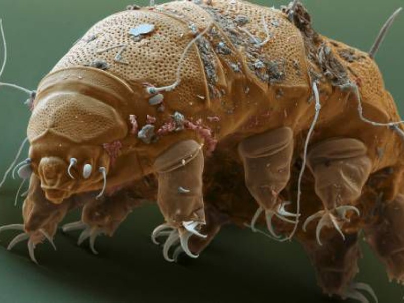 گیان سَخت تَرین گیاندارو سَرو زَمینی