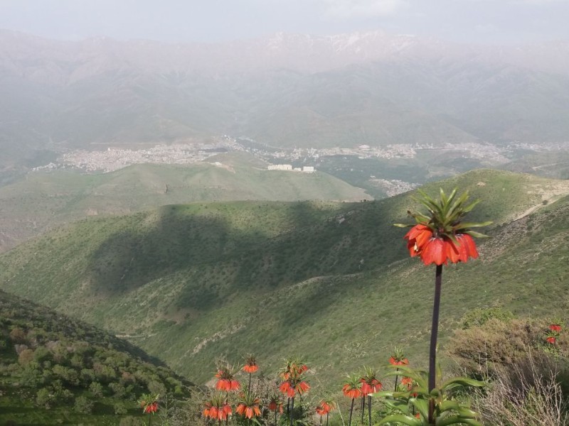 قَقڵەبازِ‌ یا لالە واژگون