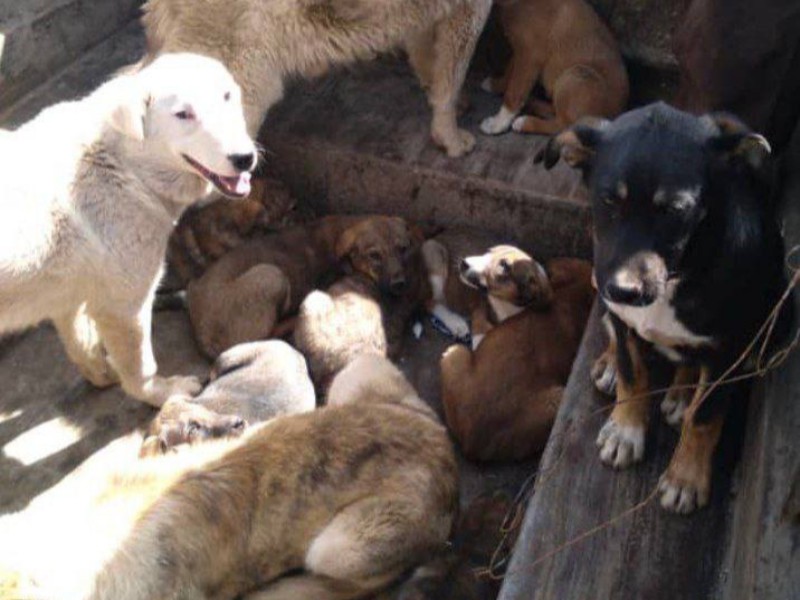 جمع‌آوری سگ‌های ولگرد با همکاری شهروندان امکان‌پذیر است/زنده‌گیری 33 قلاده سگ ولگرد در پاوه