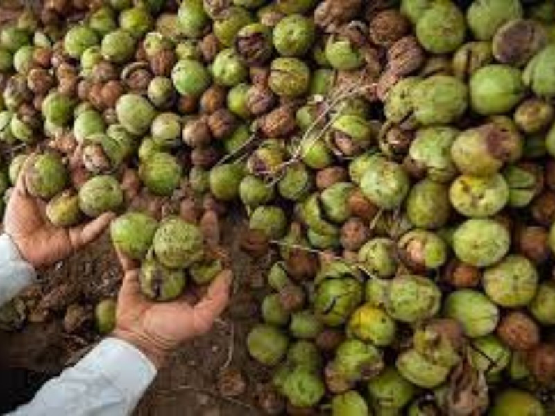 آغازعملیات برداشت  محصولات گردو  و انگور دیم /پیش بینی برداشت 4 هزار تن گردو از باغات پاوه