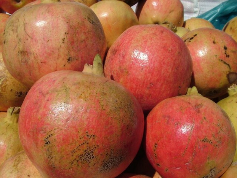 پیش بینی برداشت ۴۵۰۰ تن انار ازباغات پاوه